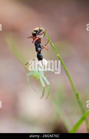 Bull ANT (Mymecia sp) Flower Spider (Diaea evanida) Bundaberg Australia Foto Stock