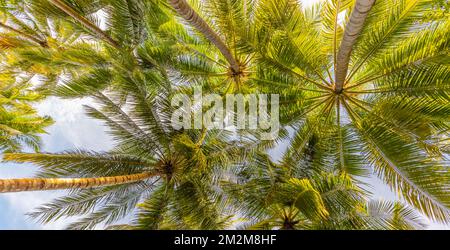 Rilassante giungla verde di lussureggianti foglie di palma, palme in esotica foresta tropicale. Piante tropicali selvatiche natura paesaggio concetto per carta da parati panorama Foto Stock
