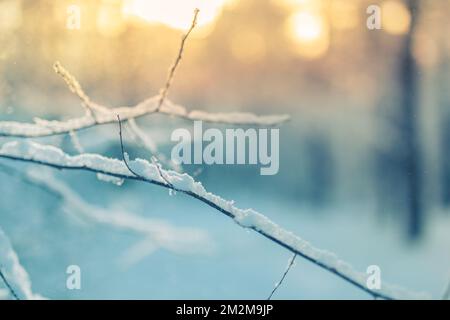 Gelido paesaggio invernale offuscato nella foresta innevata. Sfondo di Natale con alberi e sfondo sfocato dell'inverno. Closeup artistico natura, toni freddi Foto Stock