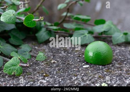 Mezzo taglio verde lime frutta grigio cemento superficie. Verde foglie di smeraldo e ramo di bindweed primo piano. Cartolina e immagine di sfondo. cibo crudo e. Foto Stock