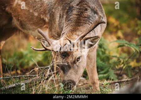 Il daino femmina del cervo femmina o Dama pascola in Meadow al bordo della foresta. Natura selvaggia europea. Animali selvatici di Europa, America e Scandinavia Foto Stock