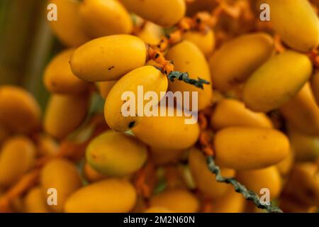 Le date fresche hanno anche un indice glicemico più basso rispetto alle date secche, il che significa che hanno un impatto molto più lieve sui livelli di zucchero nel sangue. La data è un mainst Foto Stock