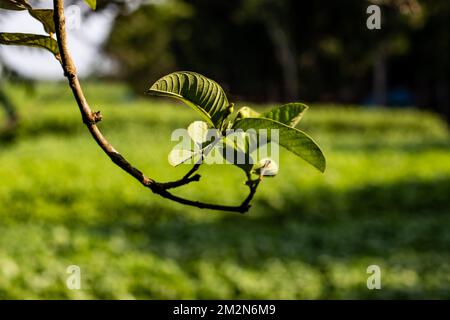Coltivando da fiori di guava e sullo sfondo enormi campi di iuta con file di grandi piantagioni Foto Stock