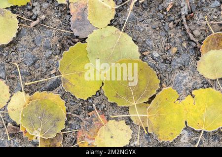 Foglie congelate del Populus tremula, albero di aspen europeo sul terreno forestale durante l'inverno, vista dall'alto dall'alto Foto Stock