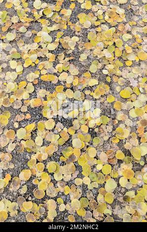 Foglie congelate del Populus tremula, albero di aspen europeo sul terreno forestale durante l'inverno, vista dall'alto dall'alto Foto Stock