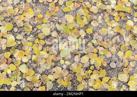 Foglie congelate del Populus tremula, albero di aspen europeo sul terreno forestale durante l'inverno, vista dall'alto dall'alto Foto Stock