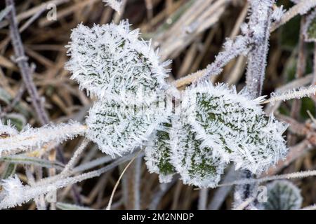Durante il cosiddetto Troll da Trondheim freddo scatto nel dicembre 2022 il congelamento della nebbia e temperature sotto lo zero ha creato un inverno-paese meraviglia di cristallo di ghiaccio Foto Stock