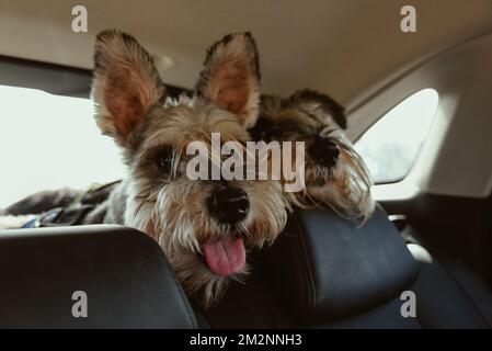 Un primo piano di due adorabili e soffici cani Schnauzer in una sella per auto Foto Stock