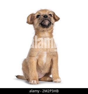 Simpatico cucciolo randagio dai capelli castani, seduto davanti. Guardare in alto la telecamera. Isolato su sfondo bianco. Foto Stock