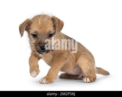 Carino marrone chiaro filo capelli cane randagio cucciolo, seduta su vie laterali. Guardando verso il basso. Isolato su sfondo bianco. Foto Stock