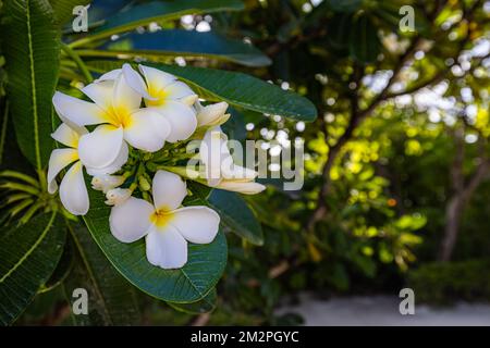 Fiori plumeria bianchi e gialli fioriscono su albero, frangipani, fiori tropicali. Luce solare soffusa su fioritura esotica con sfocato bokeh tropicale Foto Stock