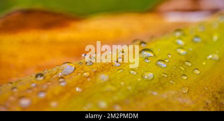 Macro foglia nei colori autunnali ricoperta di gocce di rugiada. Pioggia mattutina e luce solare soffusa, primo piano della natura come bandiera stagionale. Modello naturale Foto Stock