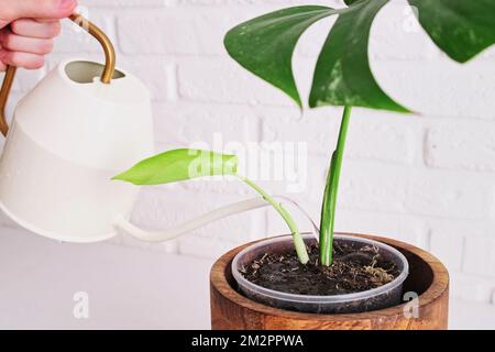 Donna giardiniere versa l'acqua da un annaffiatoio per piantare una pianta domestica in una pentola, interno domestico. Le mani femminili con un innaffiamento possono versare l'acqua in un f Foto Stock