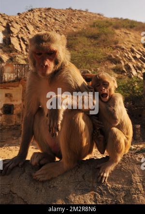 Madre aiutando scimmia bambino scala un muro - Monkey Temple, Bhangarh Fort, Jaipur, India Foto Stock