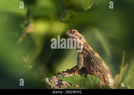 La lucertola europea AGAMA è situata su una pietra su uno sfondo verde Foto Stock