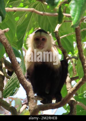 Una foto verticale di adorabile scimmia cappuccina a testa bianca su un albero nello zoo Foto Stock