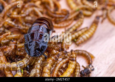 Grubs di legno fritti, lombrichi e scarafaggi su un tagliere di legno. Insetti fritti come fonte di proteine nella dieta. Foto Stock