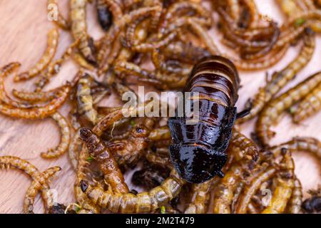 Grubs di legno fritti, lombrichi e scarafaggi su un tagliere di legno. Insetti fritti come fonte di proteine nella dieta. Foto Stock