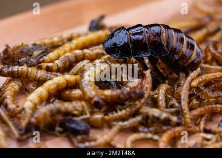 Grubs di legno fritti, lombrichi e scarafaggi su un tagliere di legno. Insetti fritti come fonte di proteine nella dieta. Foto Stock