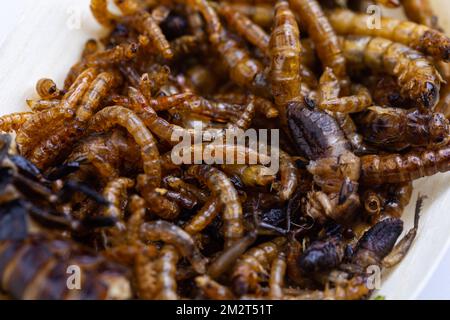 Grubs di legno fritti e lombrichi su un vassoio di legno su fondo bianco. Insetti fritti come fonte di proteine nella dieta. Foto Stock