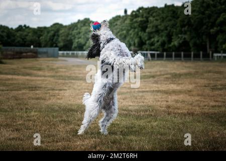 Cockapoo bianco e nero che salta con la sua palla in un campo Foto Stock