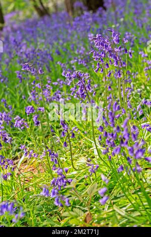 In Bluebells Houghall boschi, Durham, England, Regno Unito Foto Stock