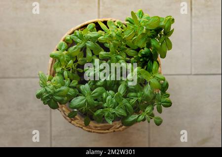 vaso di erbe basilico dall'alto Foto Stock