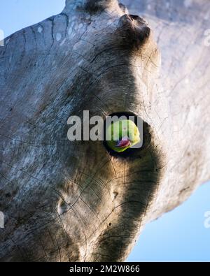 Il parakeet rosato stacca il collo fuori dal foro dell'albero. Foto Stock