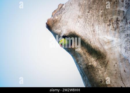 Il parakeet rosato si sbirciava fuori dal foro dell'albero. Foto Stock