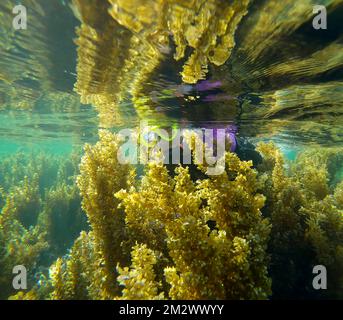 Red Sea, Egypt. 14th Dec, 2022. Woman snorkeler swims through dense thickets of Seaweed Brown Sargassum reflected in surface of the water. Underwater shot (Credit Image: © Andrey Nekrasov/ZUMA Press Wire) Stock Photo