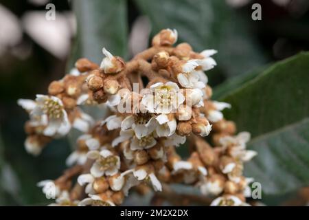 Fiore dell'albero di Loquat, Eriobotrya Japonica Foto Stock