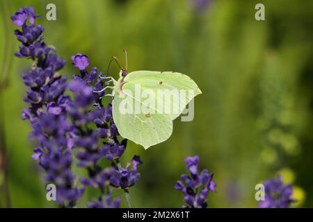 Farfalla di limone (Gonepteryx rhamny) su lavanda comune (Lavandula angustifolia) di una vera lavanda, Wilden, Renania settentrionale-Vestfalia, Germania Foto Stock