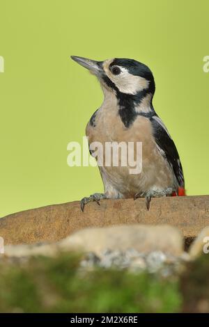 Grande picchio macchiato (Dendrocopos Major), femmina, seduta su una pietra, ritratto animale, Wilden, Renania settentrionale-Vestfalia, Germania Foto Stock