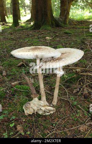Parasolo o comune fungo di parasolo gigante (Macrolepiota procera) che cresce accanto al vecchio capriolo europeo (Capreolus capreolus) Allgaeu, Baviera, Germania Foto Stock