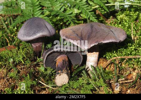 Berretto violetto (Cortinarius violaceus) Allgaeu, Baviera, Germania Foto Stock