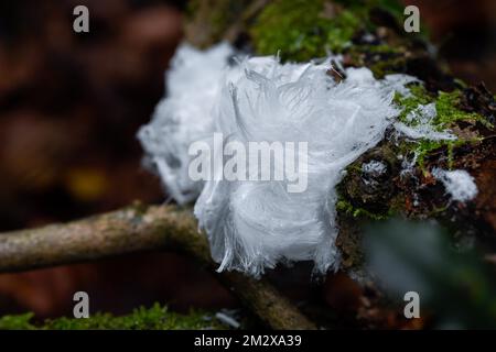 Ghiaccio dei capelli su legno morto con muschio, raro fenomeno naturale causato da funghi invernali attivi, Velbert, Renania settentrionale-Vestfalia, Germania Foto Stock