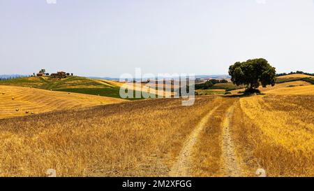 Albero unico su una strada di campagna, dietro una casa di campagna su una collina, vicino a Ville di Corsano, Toscana, Italia Foto Stock