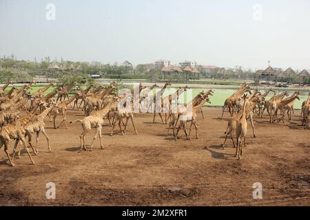 Un sacco di giraffe gratuite a piedi nello zoo di Bangkok, Thailandia, adorabili animali che si nutrono e vagano intorno Foto Stock