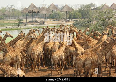 Un sacco di giraffe gratuite a piedi nello zoo di Bangkok, Thailandia, adorabili animali che si nutrono e vagano intorno Foto Stock