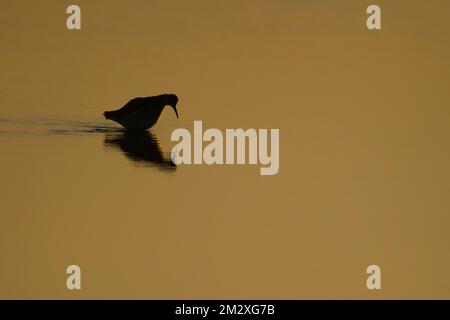 Dunlin (Calidris alpina) uccello adulto in una laguna poco profonda al tramonto, Norfolk, Inghilterra, Regno Unito Foto Stock