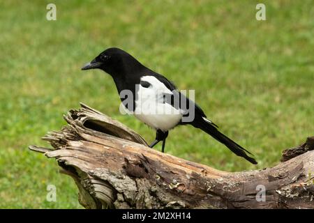 Magpie in piedi sul tronco dell'albero guardando a sinistra Foto Stock