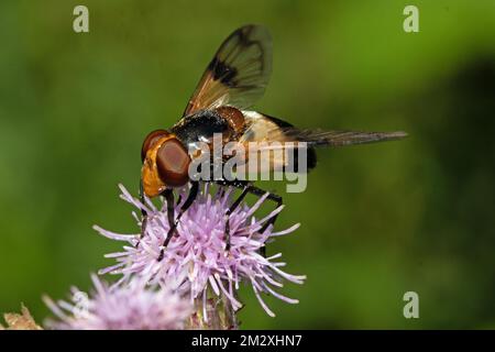 Common Wood Hoverfly, Common Bumble Bee Hoverfly sitting on pink blossom looking left Stock Photo