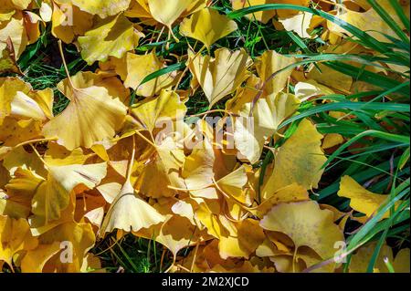 Autunno ginkgo (Ginkgo biloba) o ginkgo foglie, Allgaeu, Baviera, Germania Foto Stock