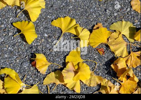 Autunno ginkgo (Ginkgo biloba) o ginkgo foglie, Allgaeu, Baviera, Germania Foto Stock