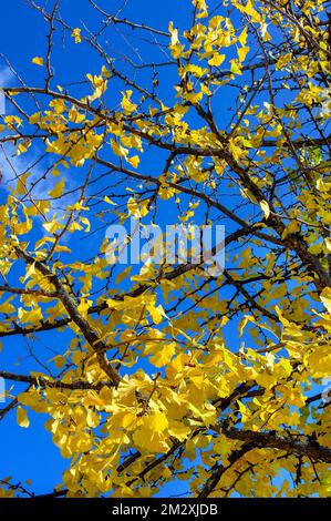 Autunno ginkgo (Ginkgo biloba) o ginkgo foglie, Allgaeu, Baviera, Germania Foto Stock