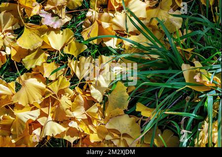 Autunno ginkgo (Ginkgo biloba) o ginkgo foglie, Allgaeu, Baviera, Germania Foto Stock