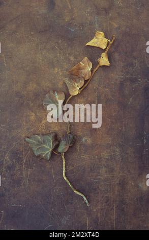 Gambo di Ivy o Hedera elica con sette foglie che asciugano verde scuro o marrone steso su pelle rigata Foto Stock