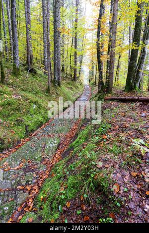 Strada celtica, strada romana, Rottegg, strada storica vicino a Klais, Werdenfelser Land, alta Baviera, Baviera, Germania Foto Stock