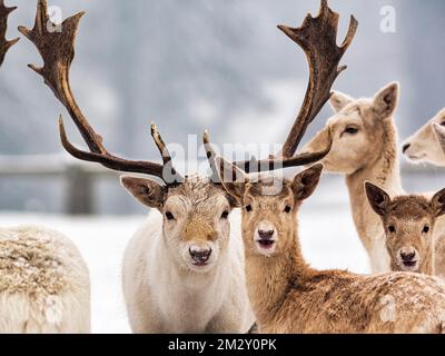 Daino bianco (Dama dama) nella neve, Neuhaus Wildlife Park in inverno, Neuhaus im Solling, Solling-Vogler parco naturale, bassa Sassonia, Germania Foto Stock