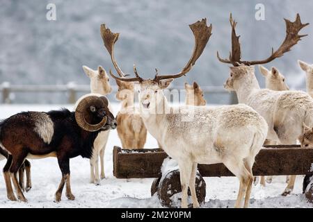 Capriolo bianco (Dama dama) e muflone europeo (Ovis gmelini musimon), nutrire la scena nella neve, Neuhaus Wildlife Park in inverno, Neuhaus im Foto Stock